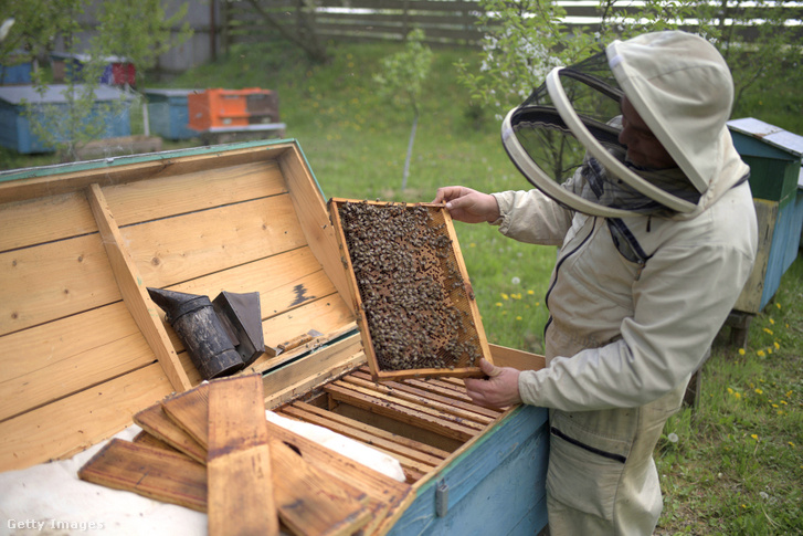 Egy méhész egy méhkeretet vizsgál Nyugat-Ukrajnában