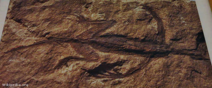 A Tridentinosaurus antiquus
