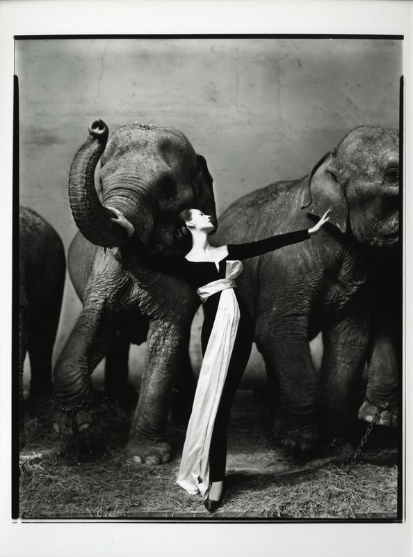 Richard Avedon: Dovima elefántokkal, 1955