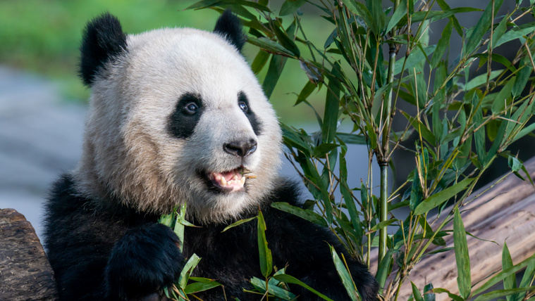 Ekkor lesz panda a budapesti állatkertben