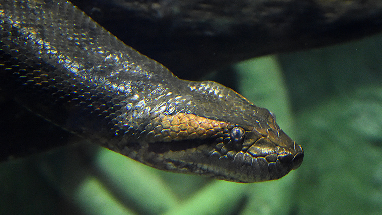 A világ legnagyobb kígyófajára bukkanhattak az Amazonas mélyén