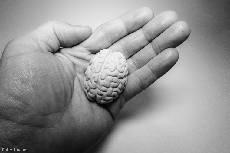 Az agy 20 éves korunkra fejlődik ki. (Fotó: Norrie3699 / Getty Images Hungary)