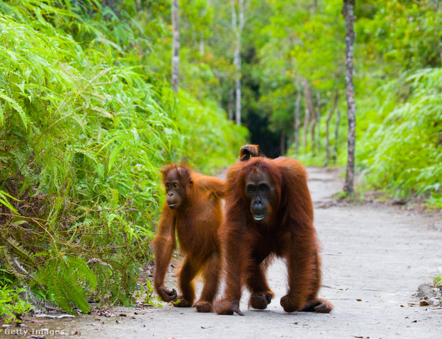 Egyes majomkölykök egymás szőrét húzzák – például az orangutánok