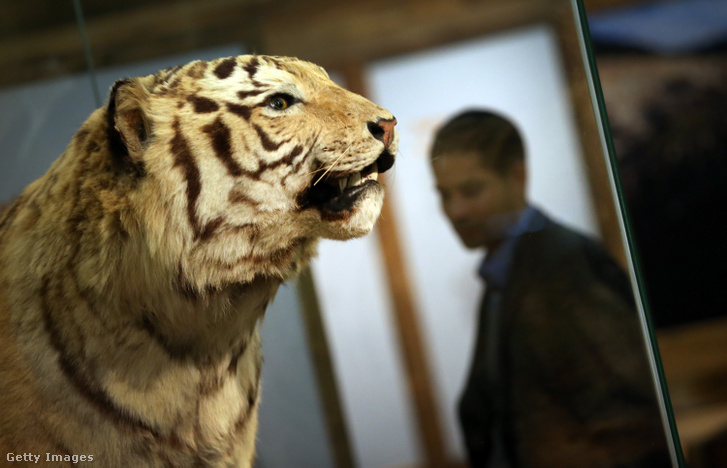 Egy kitömött tigris az 'Extinction: Nem a világ vége?" című kiállításon a Természettudományi Múzeumban 2013. február 5-én Londonban