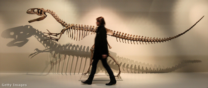 Egy Megalosaurus-csontváz
