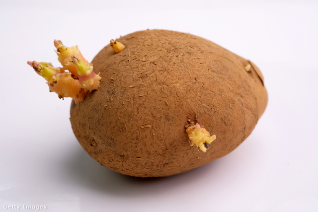 Ha szimplán csírázik a krumpli, vagy ráncos a héja, még ehető