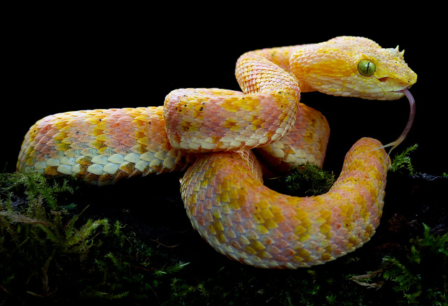 Rengetegféle színváltozatban léteznek az új kígyófajok