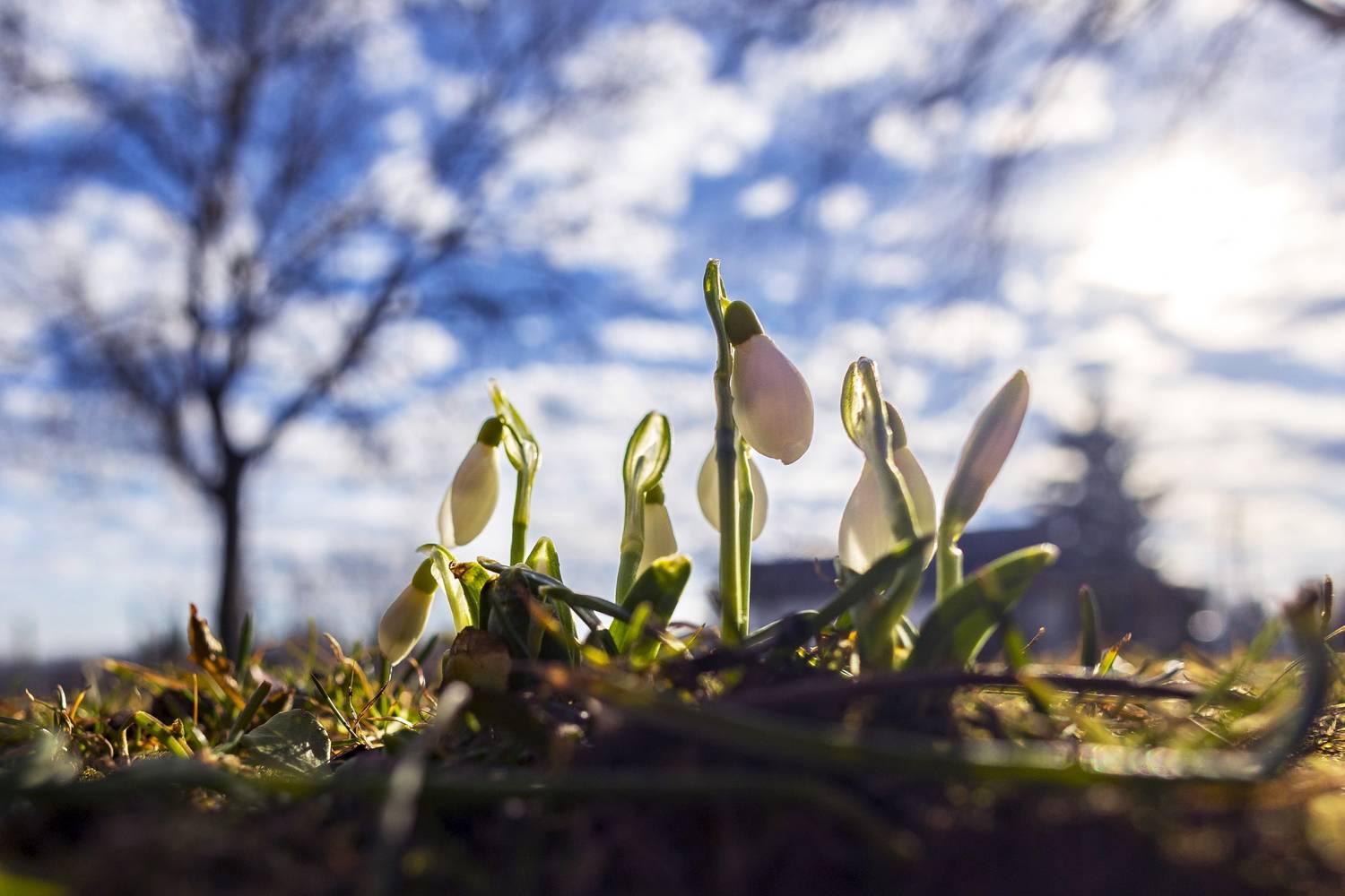 A zalai Nagybakónak környékére berobbant a tavasz, gyönyörű hóvirágok várnak a mesébe illő Héthatár vidékén.