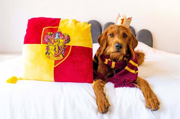 SWNS POTTER DOG 010