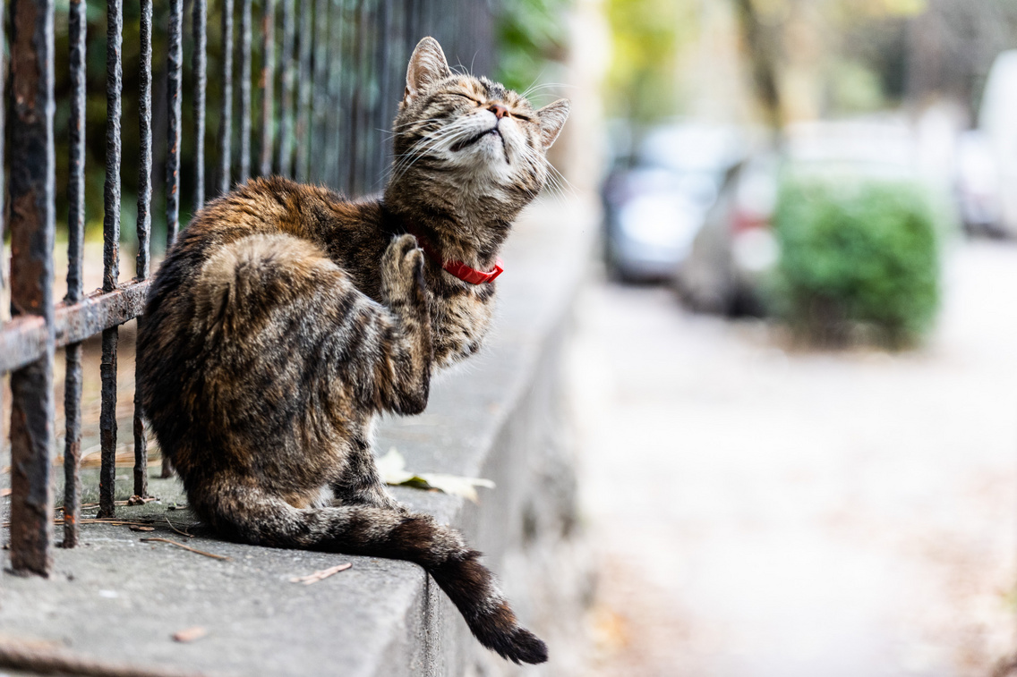 A környék egyik legaranyosabb macskája az arborétumnál várja a szeretgetést
