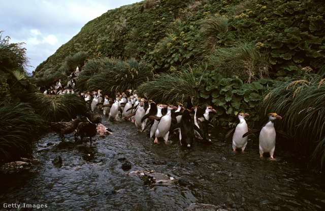 A sziget a fókák és az albatroszok mellett a pingvinek birodalma is