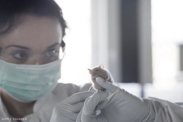 Az egerek vizsgálatánál kiderült, hogy az adalékanyag lisztérzékenységre hajlamosíthat