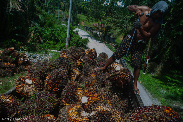 A Nutella egyik fő alapanyagát, a pálmaolajat például sokszor kényszermunkával termesztik