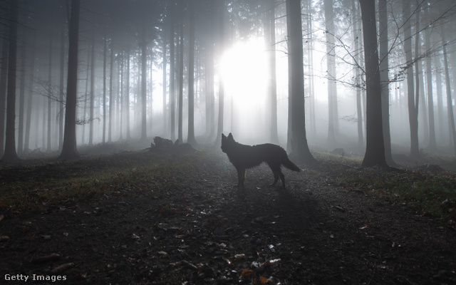 Nem az érintetlen vadont kereste a svájci farkas