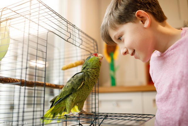 A papagájlázként ismert betegséget madarak terjesztik főként