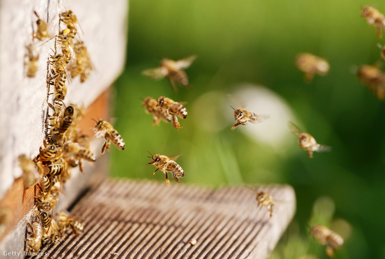 Méhek amint visszatérnek a méhkasba. (Fotó: picture alliance / Getty Images Hungary)