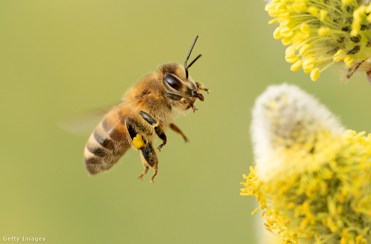 A méhek virágbeporzása nagyon fontos. (Fotó: picture alliance / Getty Images Hungary)