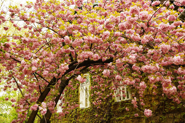 A tavaszi szünet egyik fénypontja lehet a sakuraünnep a Füvészkertben