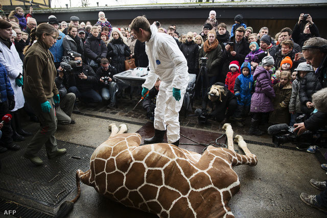 Koppenhága állatkertjében vasárnap öltek meg egy másfél éves hím zsiráfot.