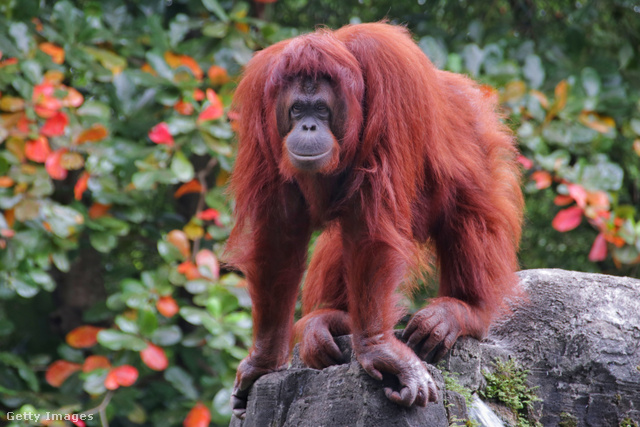 A borneói orángután ennek az óriási majomnak a legközelebbi, ma is élő rokona