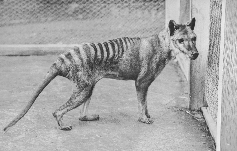 A Thylacinus cynocephalus, közismert nevén az erszenyesfarkas, Ausztrália és Tasmania őshonos ragadozója volt. (Fotó: HUM Images / Getty Images)