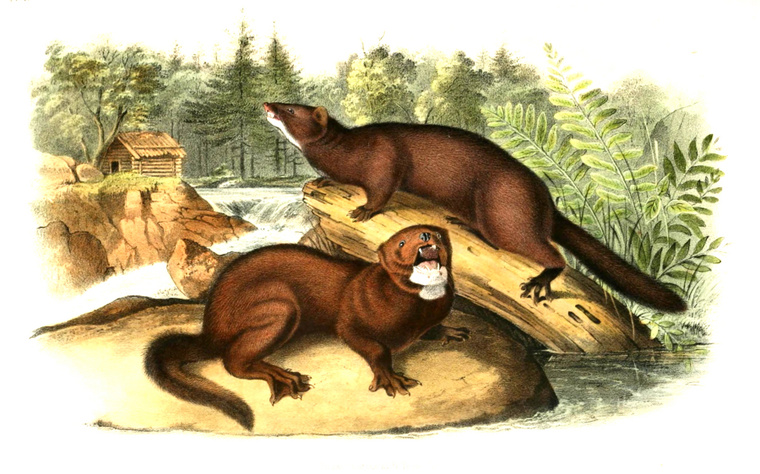 Neophyson macrodon, also known as the sea mink, lived on the east coast of North America.  (Photo: BuildAgentur Online/Getty Images)