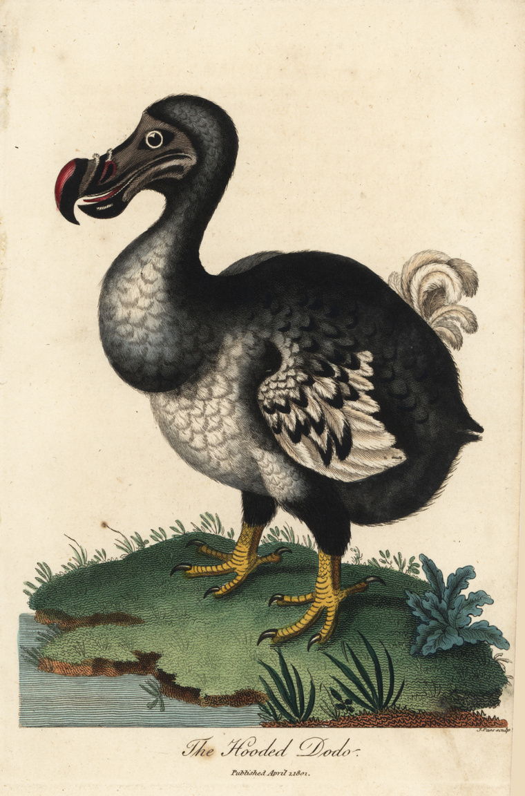 The dodo (Raphus cucullatus), native to the island of Mauritius, is one of our most famous extinct bird species.  (Photo: Floriligios/Getty Images)