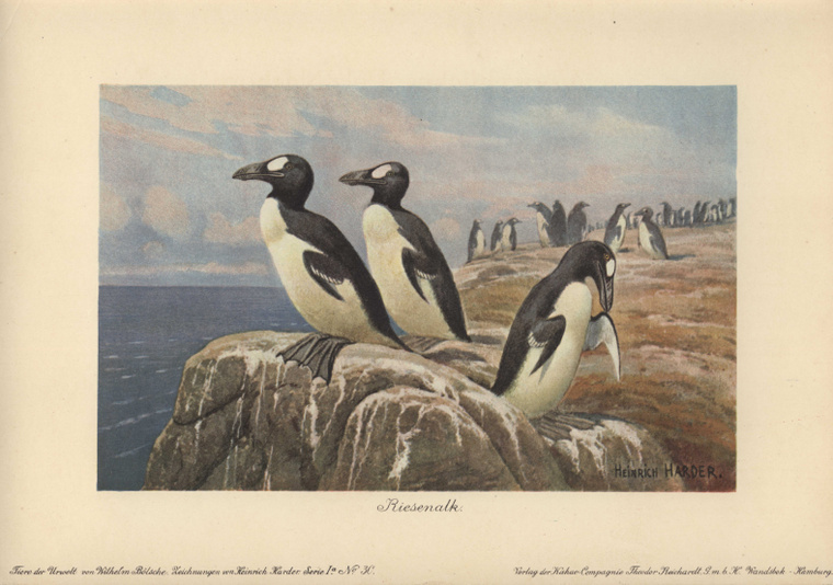 Az óriásalka, más néven pingvinalka, egy nagytestű, röpképtelen madárfaj volt, amely az Észak-Atlanti óceán partjainál élt, például Kanadában, Grönlandon és Írország partjainál. (Fotó: Florilegius / Getty Images)