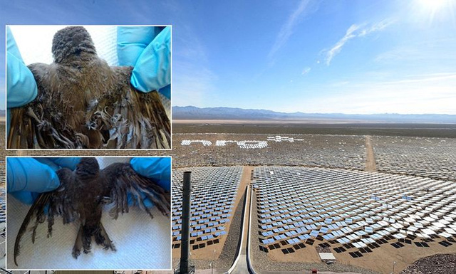 Ivanpah-solar-energy