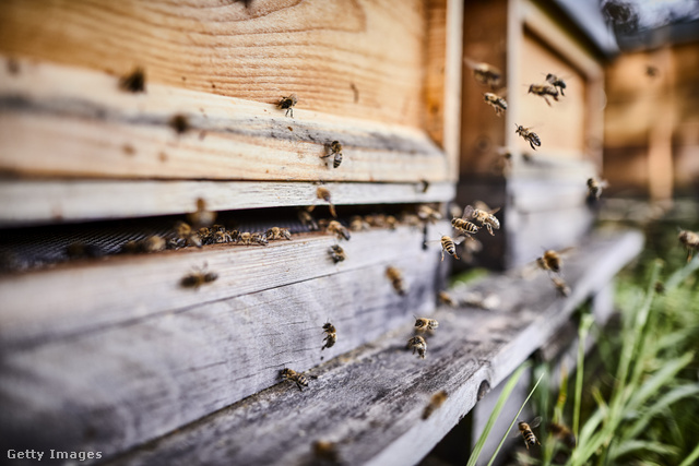 Arra, hogy mi zavarta meg a méhek viselkedését, a szakértők még keresik a választ
