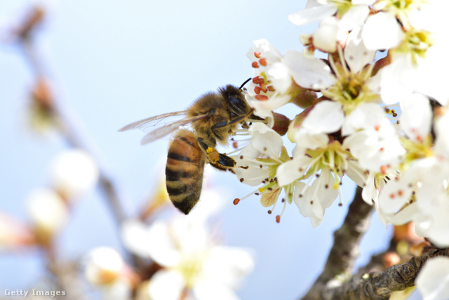 A növényvédőszereknek is köze lehet ahhoz, hogy megcsappant a méhállomány