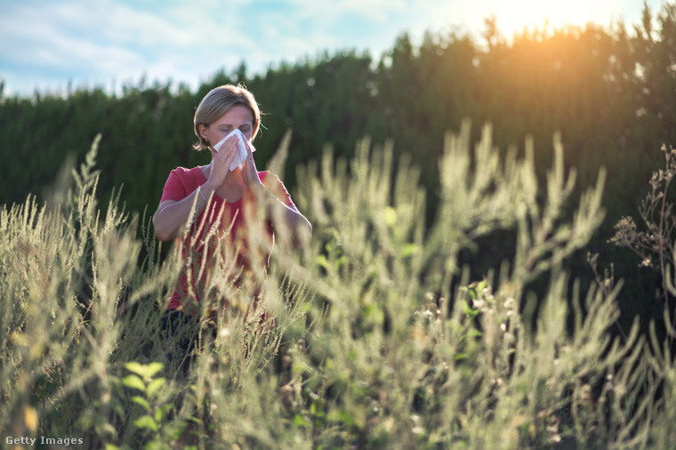Az allergiásoknak augusztusra kell számítania a parlagfű virágzására. (Fotó: bluecinema / Getty Images Hungary)