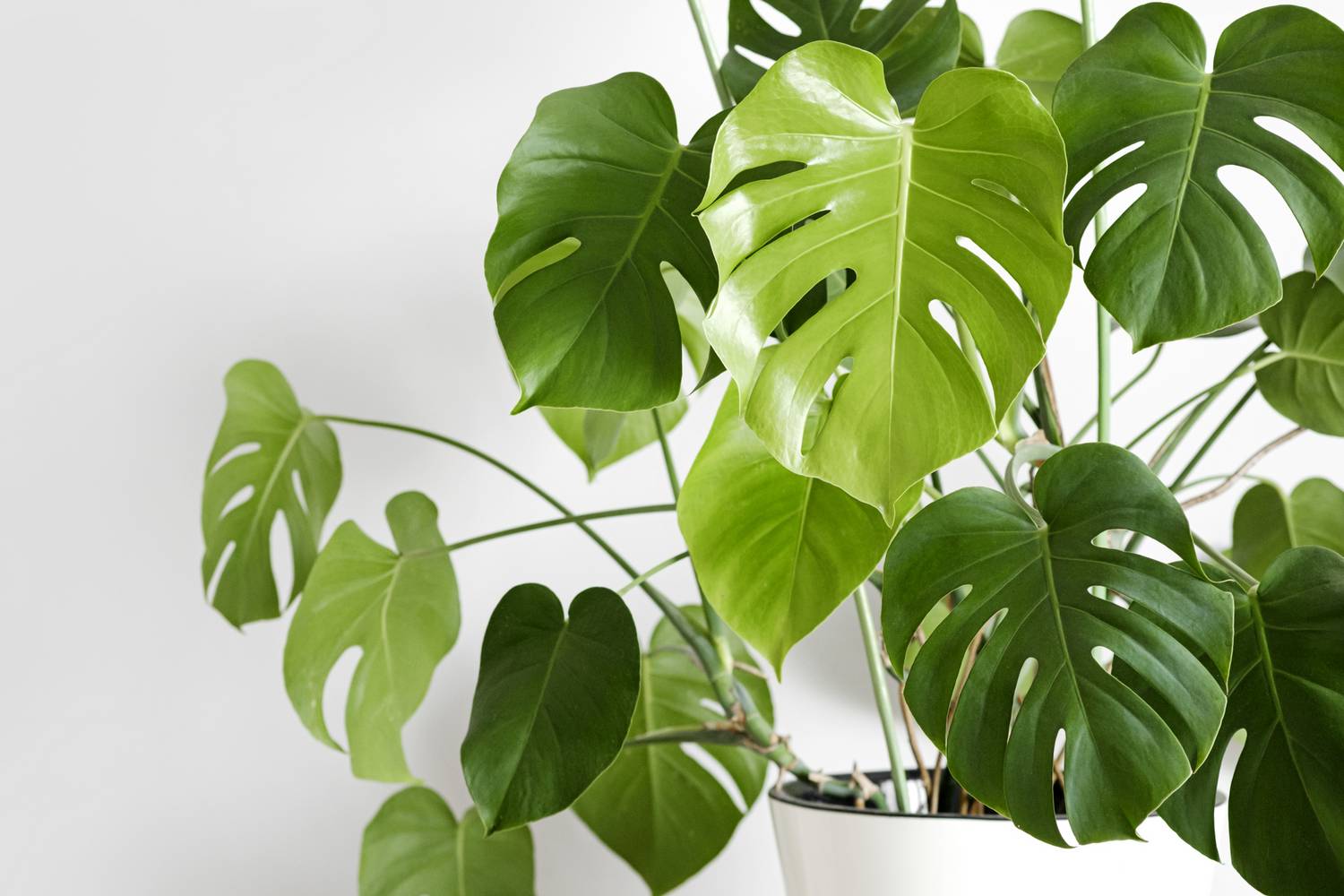 A filodendron vagy könnyezőpálma (Monstera deliciosa) kedvelt növény, hiszen nincsenek nagy igényei, mégis gyönyörű. Macskás háztartásban mégsem javasolt, mivel levelei kalcium-oxalátot tartalmaznak, lenyelve irritálják az állat emésztőrendszerét, nyáladzást, hányást és fájdalmas tüneteket okozva.