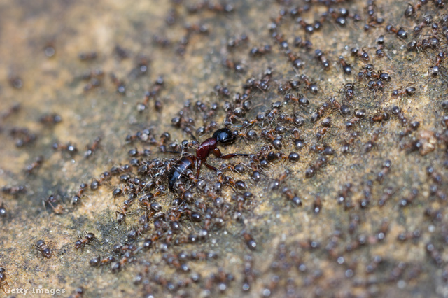 A kannibalizmus nem ritka a hangyák között