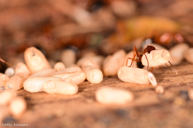 A fertőzött lárvák elfogyasztása megvédi a betegségektől is a hangyákat