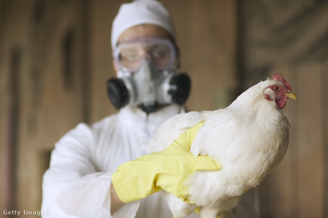 Az újabb eset arra utal, hogy már nem csak a szárnyasokra jelent veszélyt a madárinfluenza vírusa