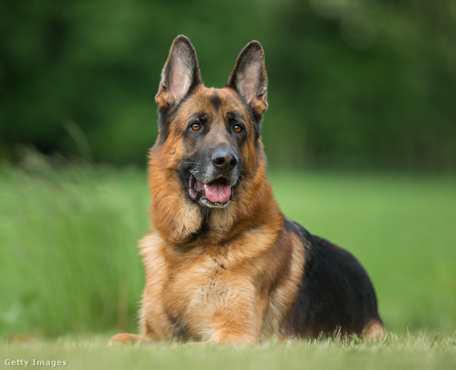 Egy másik népszerű kutyafajta, a német juhászkutya tenyésztését is érintené a törvény