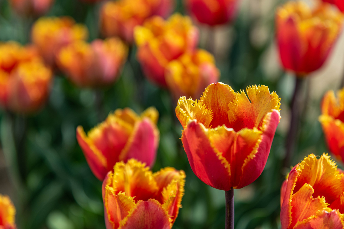 tulipan-kleb-zsofi-43