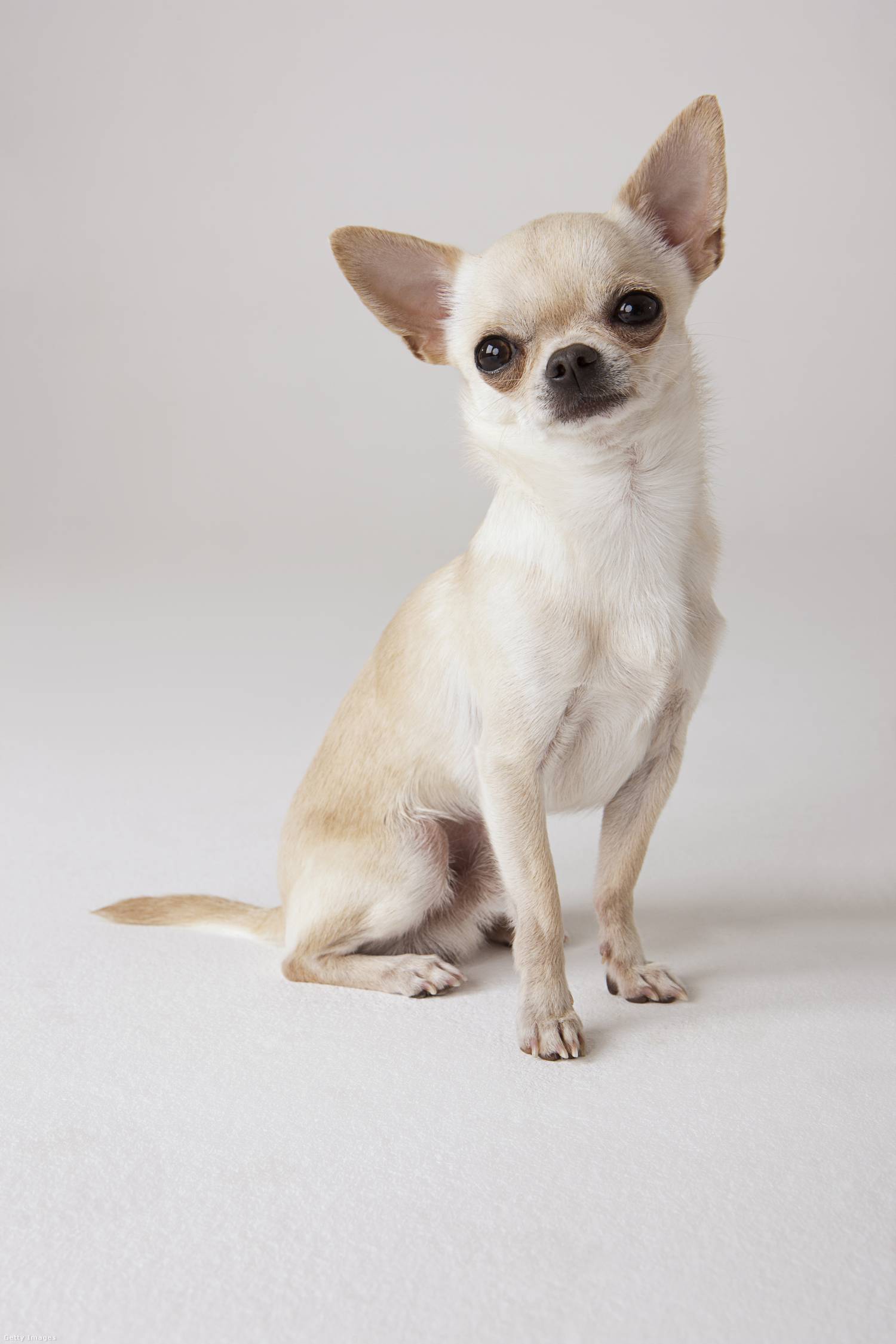 A csivavát tartják a világ legkisebb kutyafajtájának, ideális súlya 1,5-3 kg között van, mérete 15-23 centis.