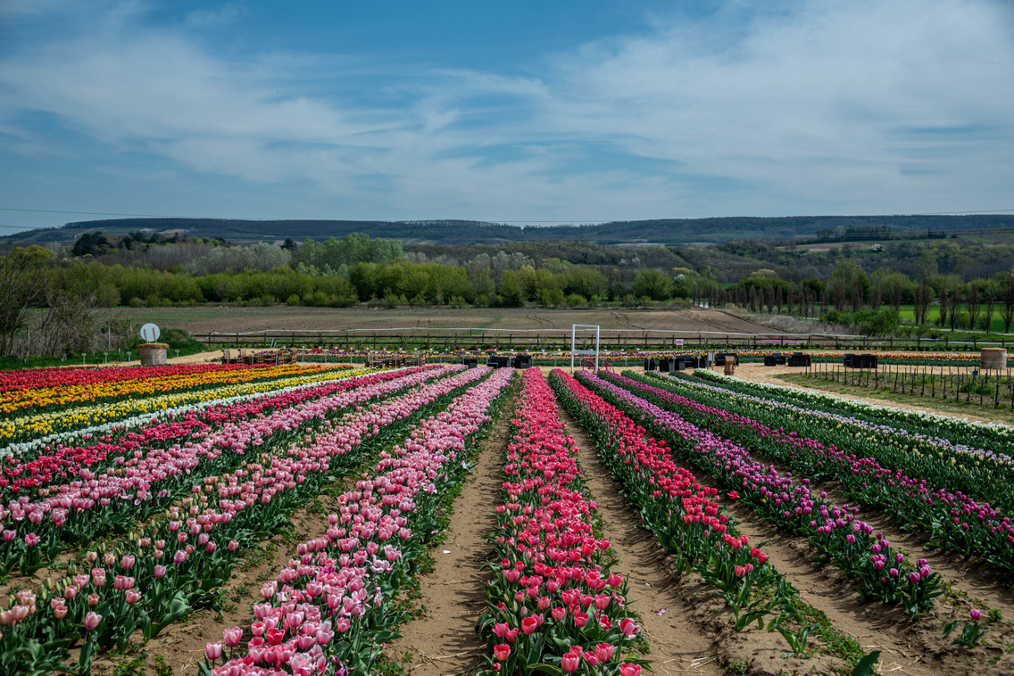 Tulip Farm on Kőröshegy