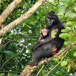 A dzsungelben majmokkal is lehet találkozni