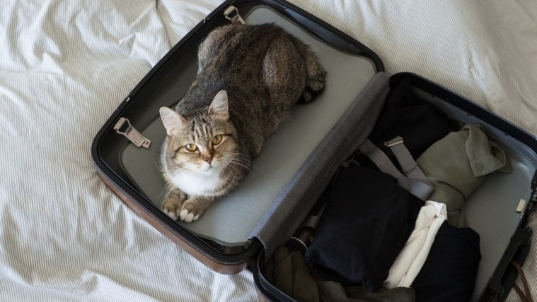 Ennél tovább nem szabad egyedül hagyni egy macskát