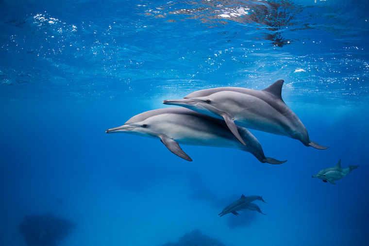 DelfinA delfinekről már rég megállapították, hogy igen magas EQ-val (encephalizációs hányados) rendelkeznek