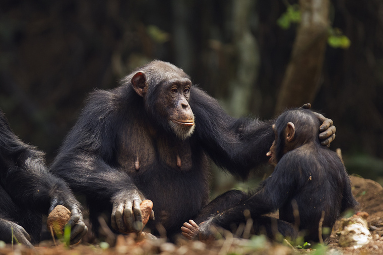 CsimpánzA csimpánzok szédületesen intelligens lények