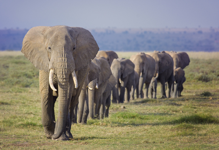 Elefánt Legendák szólnak az elefántok emlékezőképességéről, méghozzá nem véletlenül! Kiváló a memóriájuk, felismerik falkájuk tagjait több évnyi elszakadás után, és emlékeznek a régi vízforrások helyére, ha jelenlegi tartózkodási helyükön szárazság van