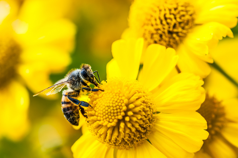 MéhA méhek egyenként nem bírnak magas intelligenciával, ugyanakkor a szakértők szerint klasszikus rajintelligenciát mutatnak