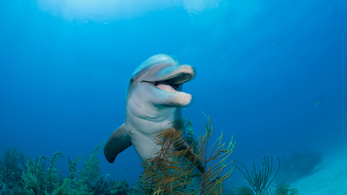 Íme a Föld legintelligensebb állatainak listája