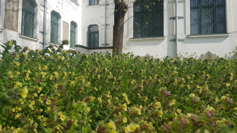 Egy rejtélyes neofita inváziója az MTM Növénytár udvarán