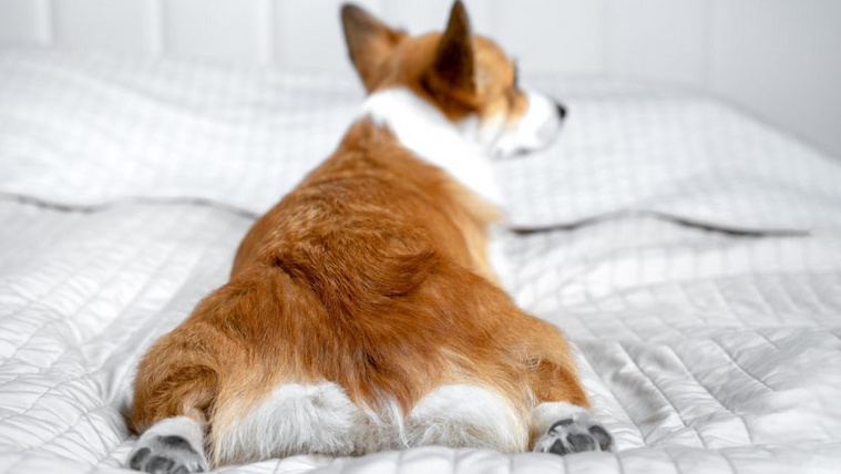 Miért fekszik nyújtott lábbal egy kutya?