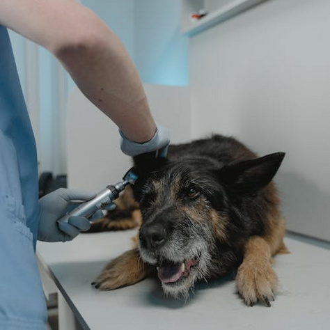 Nem csak a kullancsok és bolhák ellen kell megvédenünk kutyáinkat.